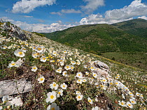 Apennine rockrose (Helianthemum appeninum) occurs in drifts in stony mountain pastures and at roadsides, Sibillini, near Norcia, Umbria, Italy. May.