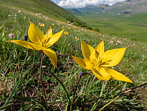 Yellow tulip (Tulipa australis / Tulipa sylvestris ssp australis) Grande, Sibillini, Appennines, Umbria, Italy, May.