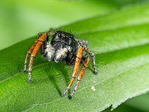 Jumping spider (Philaeus chrysops, Orvieto, Umrbria, Italy, May.