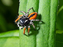Jumping spider (Philaeus chrysops) Orvieto, Umrbia, Italy, May.