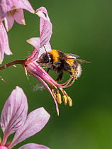 Bumblebee (Bombus sp) pollinator on Dittany (Dictamnus albus) Orvieto, Umbria Italy, May.