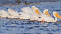 American white pelicans (Pelecanus erythrorhynchos) engaging in cooperative foraging, Bolsa Chica Ecological Reserve, Southern California, USA, November.