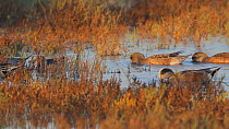 American wigeons (Mareca americana) and Northern pintails (Anas acuta) foraging in a salt marsh, Bolsa Chica Ecological Reserve, Southern California, USA, November.