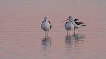 American avocets (Recurvirostra americana) roosting and preening in a saltmarsh, Bolsa Chica Ecological Reserve, Southern California, USA, October.