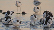 American avocets (Recurvirostra americana) foraging in a saltmarsh, Bolsa Chica Ecological Reserve, Southern California, USA, October.