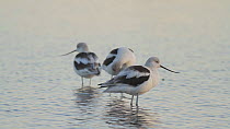 American avocets (Recurvirostra americana) roosting and preening in a salt marsh, Bolsa Chica Ecological Reserve, Southern California, USA, October.