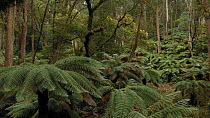 Drone shot of Soft tree ferns (Dicksonia antarctica) in forest, Monga National Park, New South Wales, Australia, 2019.