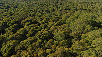 Tracking shot looking over tree canopy, Monga National Park, New South Wales, Australia, 2019.