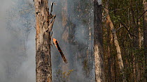 Slow motion clip of burning bark falling from a Coastal greybox (Eucalyptus bosistoana) during a bushfire, Currowan State Forest, New South Wales, Australia, January 2020.