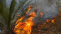 Burrawang (Macrozamia communis) burning during a backburn operation by firefighters trying to control bushfire spread, Currowan State Forest, New South Wales, Australia, January 2020.