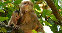 Female White-fronted capuchin (Cebus albifrons) feeding on palm weevil larvae, with two juveniles, Ecuador.