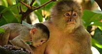 Female White-fronted capuchin (Cebus albifrons) with baby, Ecuador.