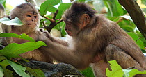 Female White-fronted capuchin (Cebus albifrons) grooming a younger female, accompanied by a baby, Ecuador.