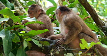 Female White-fronted capuchin (Cebus albifrons) grooming a younger female, Ecuador.