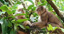 Female White-fronted capuchin (Cebus albifrons) grooming a younger female, Ecuador.