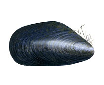 Illustration of Common Mussel (Mytilus edulis)
