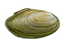 Illustration of Depressed mussel (Anadonta complanata)