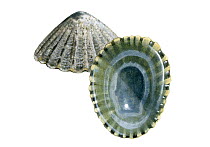 Illustration of Common limpet (Patella vulgata)