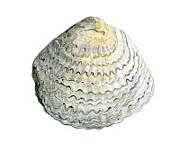 Illustration of Common oyster (Ostrea edulis)