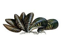 Illustration of Zebra mussel (Dreissena polymorpha)