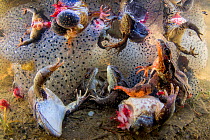Dying Common frogs (Rana temporaria) with their legs removed for food, left to die in their breeding pool surrounded by frogspawn. Covasna, Romania. Winner of Nature category in World Press Photo awar...