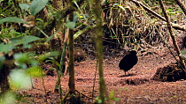 Tracking shot of two male Six plumed bird of paradise (Parotia lawesii) hopping on display ground in a rainforest, Papua New Guinea.