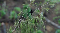 Male Superb bird-of-paradise (Lophorina superba) displaying, Papua New Guinea.