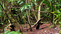Male Six plumed bird of paradise (Parotia lawesii) preening and displaying, with a female watching nearby, Papua New Guinea.