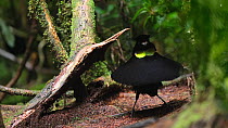 Male Six plumed bird of paradise (Parotia lawesii) displaying, Papua New Guinea.