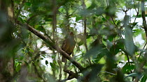 Macgregor's bowerbird (Amblyornis macgregoriae) calling in rainforest, Papua New Guinea.