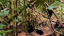 Three male Six plumed birds of paradise (Parotia lawesii) displaying to nearby females, hopping on display ground in a rainforest, Papua New Guinea.