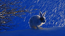 Mountain hare (Lepus timidus) smelling branches of a birch tree in falling snow, Vauldalen, Norway, April.