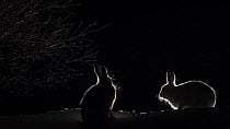Two Mountain hares (Lepus timidus) fighting at night, Vauldalen, Norway, April.
