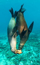 Galapagos sea lions (Zalophus wollebaeki) sub adult males playing with starfish, Mosquera Islet, Galapagos.