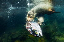 Galapagos sea lion (Zalophus wollebaeki) feeding on fish prey, Champion Islet, Floreana Island, Galapagos.
