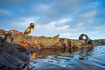Wildlife on the coast of Cape Hammond including Galapagos flightless cormorant (Phalacrocorax harrisi), Sally lightfoot crab (Grapsus grapsus) and Marine iguana (Amblyrhynchus cristatus) Cape Hammond,...