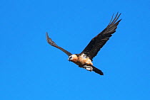 Bearded vulture  (Gypaetus barbatus) adult flying with a thigh bone clasped in its feet, ready to drop and smash it for the marrow.  Valle de Puertolas, Spanish Pyrenees