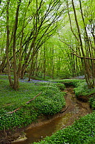 Ramsons / Wild Garlic (Allium ursinum) and Bluebells (Hyacinthoides non-scriptus)  Glover&#39;s Wood (WT), Surrey, England,  April.