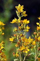 Yellow loosestrife (Lysimachia vulgaris) Crystal Palace Park, Kent, England, July.