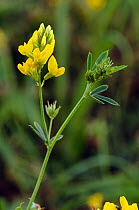 Sickle medick (Medicago sativa subsp. falcata) flowers. Locally rare plant.  Epsom Downs, Surrey, England, August.