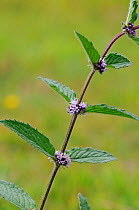 Bushy mint, a hybrid mint(Mentha arvensis x spicata = M. x gracilis) Brookwood Cemetery, Surrey, England, August.