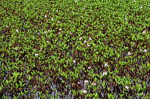 Bogbean (Menyanthes trifoliata) Henley Park Range, Surrey, England, May.