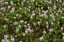 Bogbean (Menyanthes trifoliata),  Burgh Heath pond, Surrey, England, April.