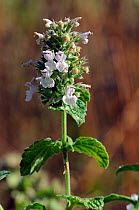 Cat-mint (Nepeta cataria), locally rare plant,  Langley Vale Wood), Surrey, England, August. Vulnerable species in England.