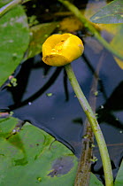 Yellow water-lily (Nuphar lutea) River Mole, Surrey, England, August.