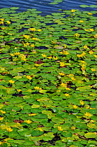 Fringed water-lilies (Nymphoides peltata), locally rare plant, Spynes Mere Nature Reserve (SWT), Merstham, Surrey, England, July.