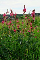 Sainfoin (Onobrychis viciifolia), locally rare plant,  Hilltop, Kenley Common, Surrey, England, June.