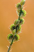 Sainfoin (Onobrychis vicifolia), seed capsules. Locally rare plant, Clandon Wood, Surrey, England, July.
