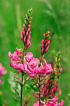 Sainfoin (Onobrychis viciifolia), locally rare plant,  Hilltop, Kenley Common, Surrey, England, June.