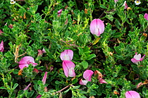 Common restharrow (Ononis repens) Farthing Downs, Surrey, England, July.